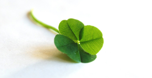 clover